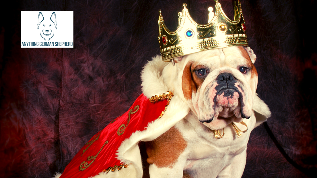 ¿Por qué mi perro de repente me ignora? – (17 razones explicadas) 3 Le-das-todo-a-tu-perro-en-bandeja-de-plata