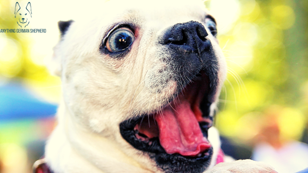 ¿Por qué mi perro de repente me ignora? – (17 razones explicadas) 4 Tus-palabras-son-abrumadoras-a-tu-perro