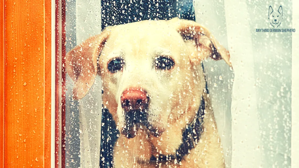 ¿Por qué mi perro de repente me ignora? – (17 razones explicadas) 8 perro triste