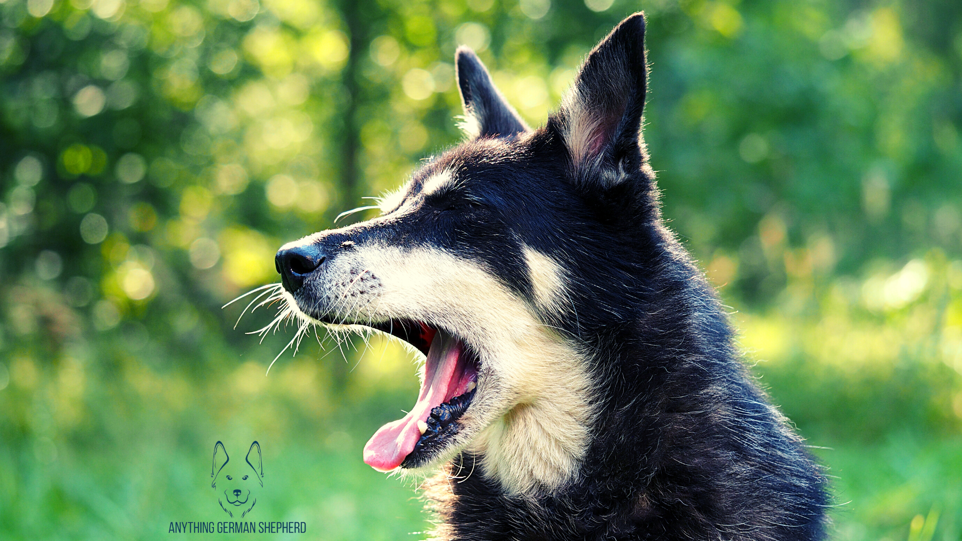 ¿Por Qué Mi Perro De Repente Me Ignora? – (17 Razones Explicadas) | 2025