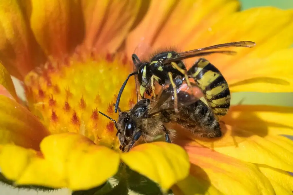 abeja siendo atacada por una avispa en una flor