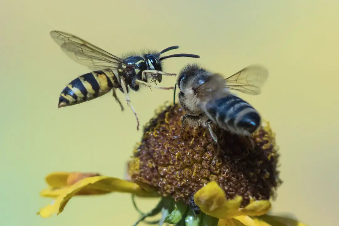 ¿Las Abejas Atraen a Las Avispas? (Respuesta Explicada) ¿las Abejas Atraen a Las Avispas? (respuesta Explicada)