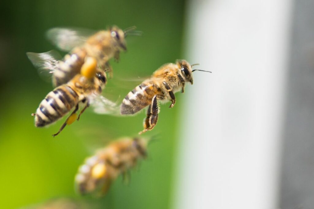 Abejas melíferas vuelan para defenderse de intrusos no deseados.