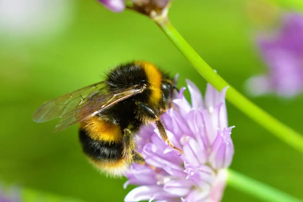 abejorro recogiendo néctar de una flor