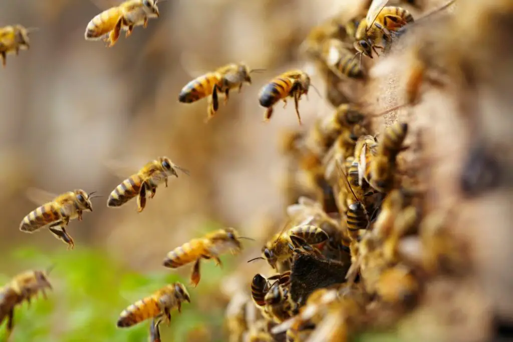Abejas melíferas descendiendo a la entrada de una colmena.