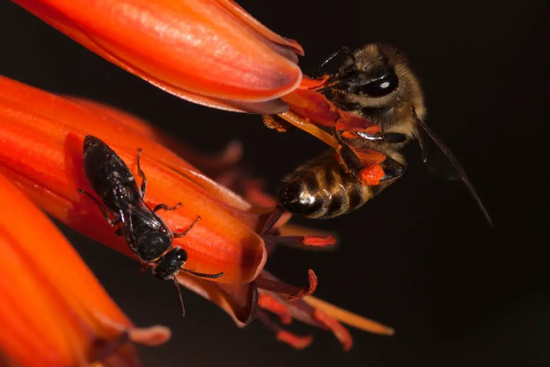 ¿las Abejas Comen Otros Insectos? Un Error Común