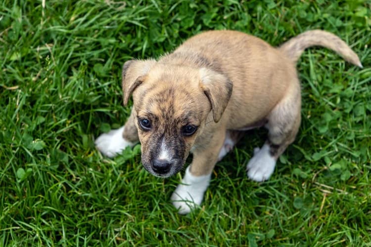 ¿La edad afecta la caca de un cachorro?