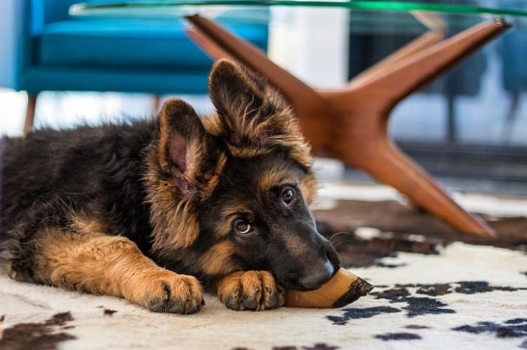 ¿Qué pasa si la caca de mi cachorro es inconsistente a lo largo del día?