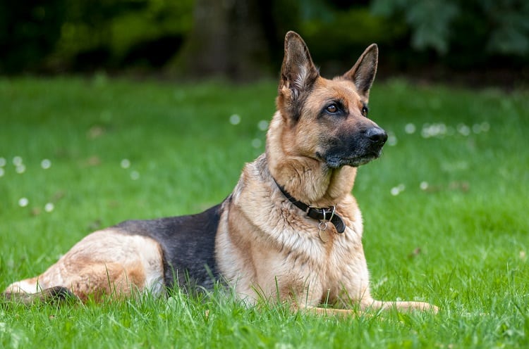 Factores que afectan el movimiento intestinal de un perro