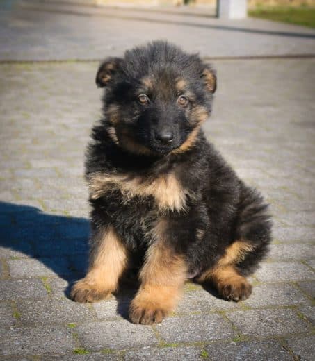 hermoso-cachorro-gsd-sentado-en-el-suelo