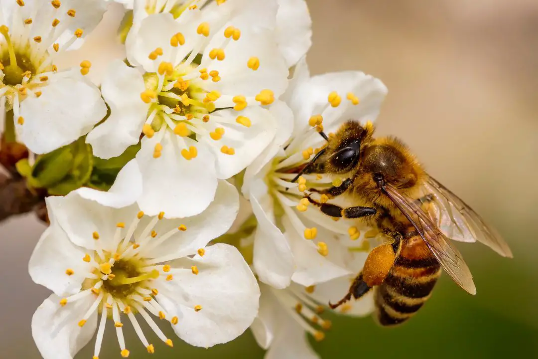 Cómo Las Abejas Recolectan Y Transportan El Néctar: una Guía Completa Cómo Las Abejas Recolectan Y Transportan El Néctar: una Guía