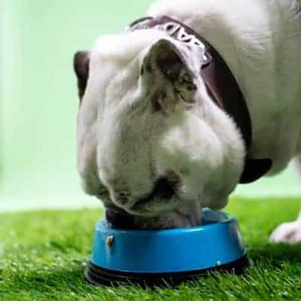 ¿Puedo-alimentar-a-mi-perro-con-pollo-y-arroz-todos los días?