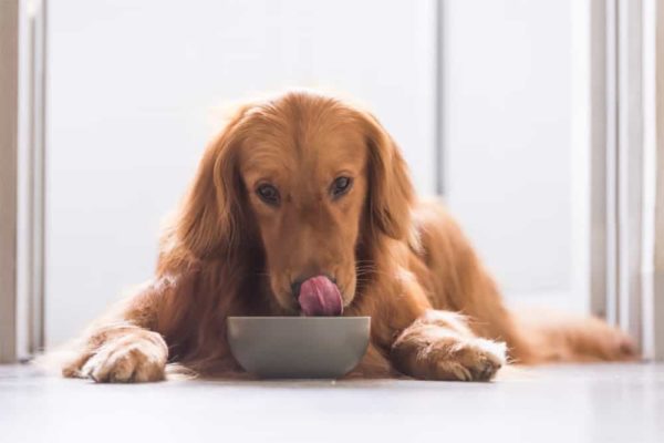¿Puedo-alimentar-a-mi-perro-con-pollo-y-arroz-todos los días?