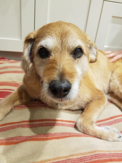 ¿todos Los Perros Van Al Cielo? Una Guía De Lo