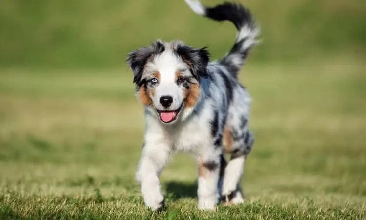 ¿Por qué están cortando las colas de los mini australianos?