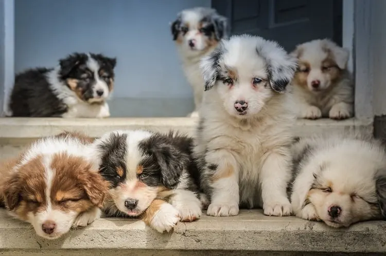 ¿Los mini australianos con cola necesitan más cuidados?