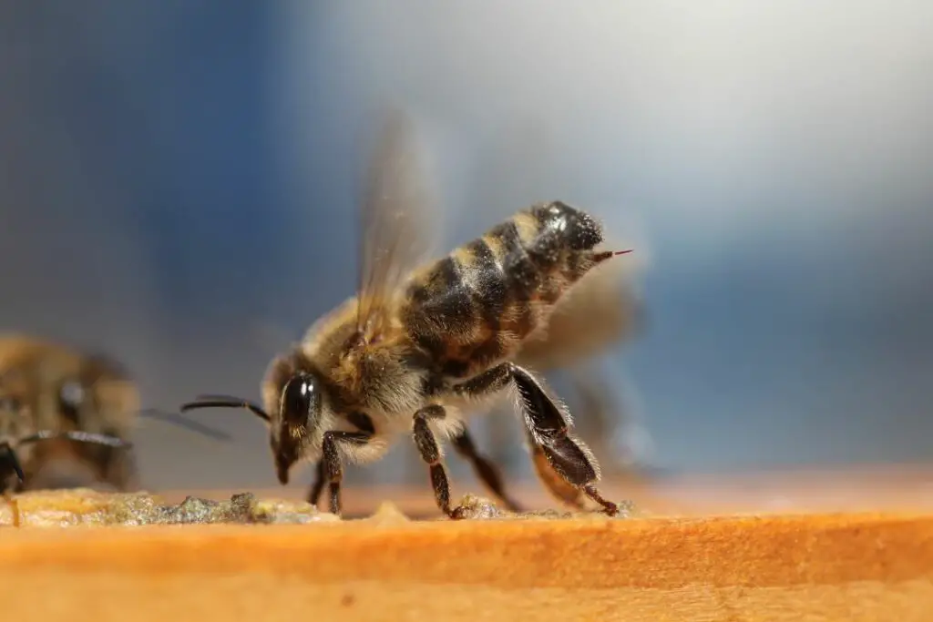 abeja melífera con el aguijón expuesto en la parte inferior del abdomen