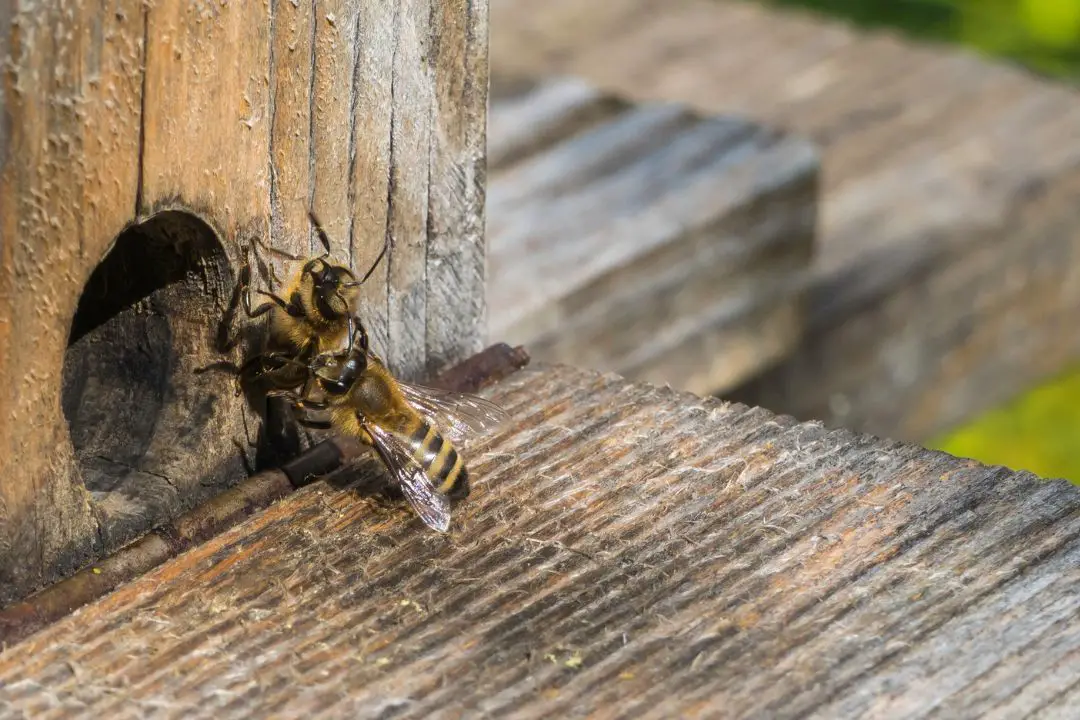 ¿Las Abejas Se Pican Entre Sí? Una Danza Mortal ¿las Abejas Se Pican Entre Sí? Una Danza Mortal