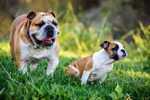 ¿Un-padre-perro-conoce-sus-cachorros? ¿Los-perros-machos-conocen-a-sus-cachorros?