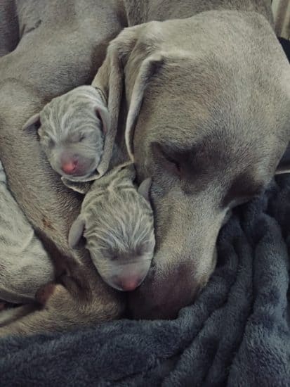 ¿Un-padre-perro-conoce-sus-cachorros? ¿Los-perros-machos-conocen-a-sus-cachorros?