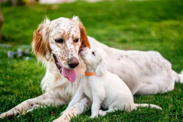 ¿los Padres Perros Reconocen a Sus Propios Cachorros? Una Guía
