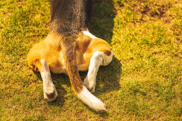 Una Guía Para El Cuidado De Su Perro Anciano. ¿Por Qué a Los Perros Les Fallan Las Patas Traseras? Una Guía Para El Cuidado De Su Perro Anciano. ¿por
