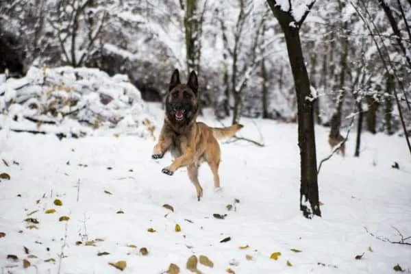 pastor-aleman-malinois-corriendo-en-la-nieve