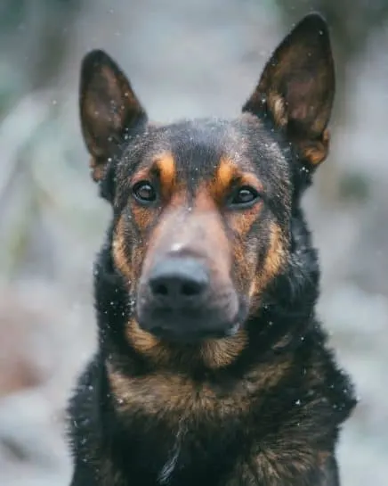 mezcla de pastor alemán malinois belga