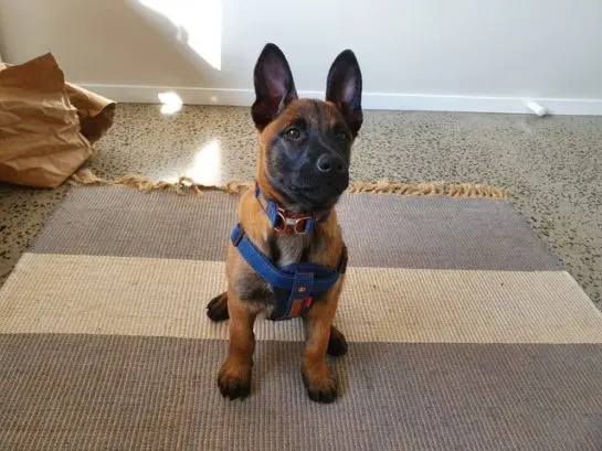 mezcla de pastor alemán malinois belga