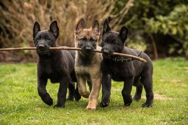 elegir-el-cachorro-de-pastor-alemán-adecuado-de-una-camada