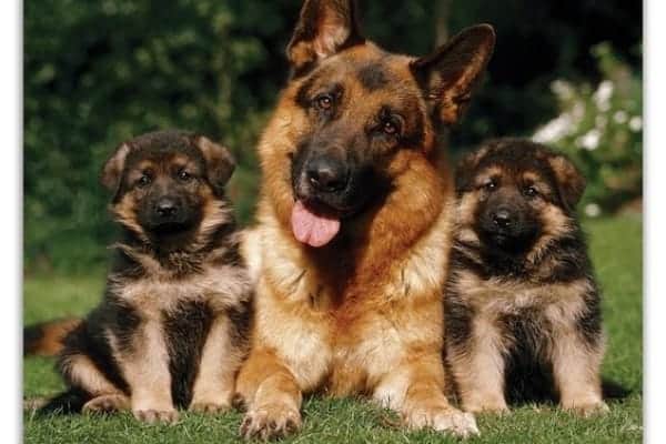 elegir-el-cachorro-de-pastor-alemán-adecuado-de-una-camada