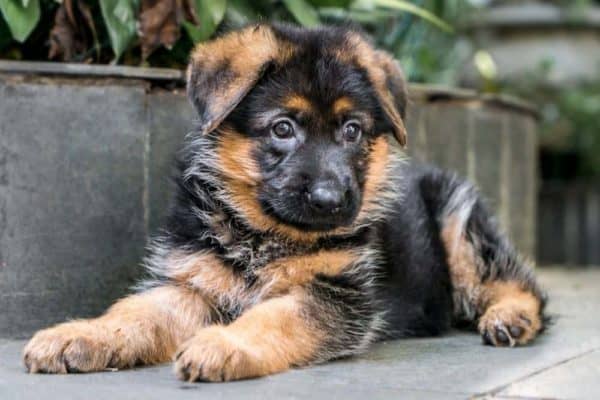 cómo-evitar-que-el-cachorro-de-pastor-alemán-muerda