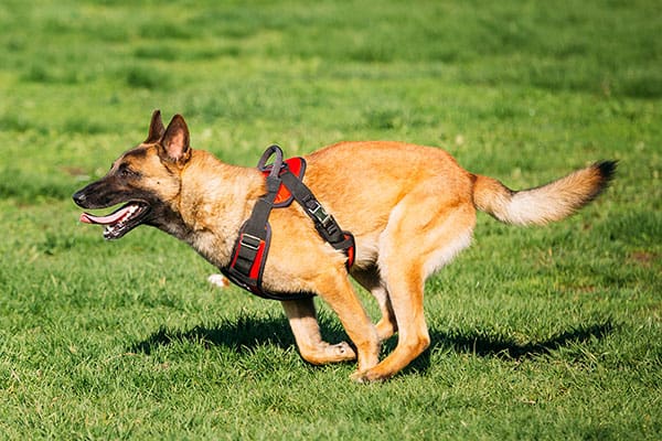 Son-belgas-malinois-fáciles-de-entrenar