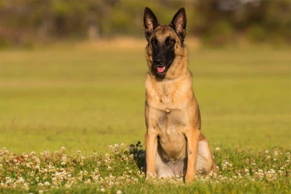 Son-belgas-malinois-fáciles-de-entrenar