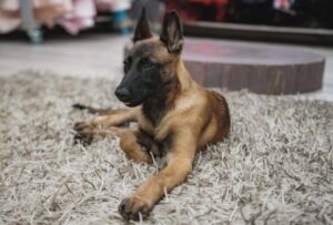 La Guía Completa Sobre El Entrenamiento Del Pastor Belga Malinois