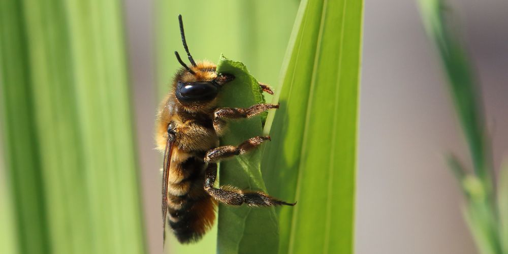 Una abeja cortadora de hojas arrancando partes de la hoja para construir un nido.