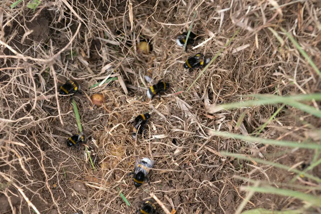 ¿Qué Abejas Viven en El Suelo? (5 Abejas Que Anidan en El Suelo) ¿qué Abejas Viven en El Suelo? (5 Abejas Que Anidan