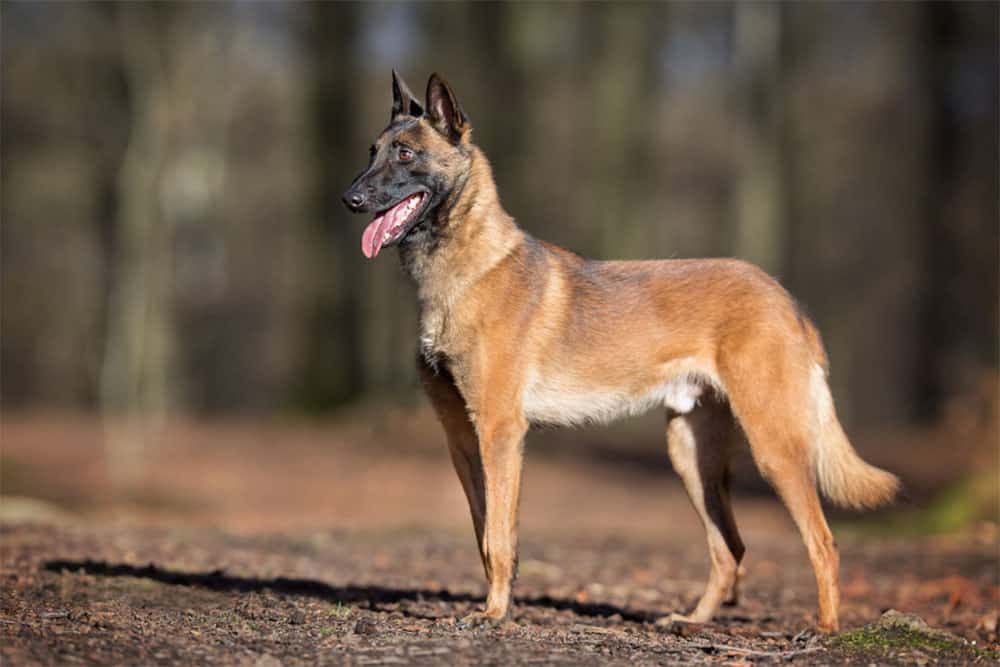 ¿El Pastor Belga Malinois muda mucho pelo?