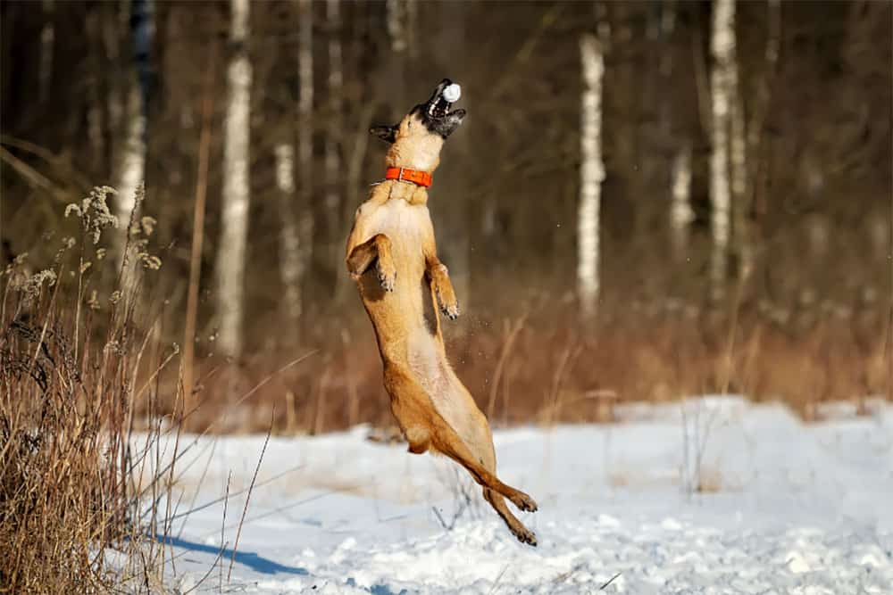 ¿Qué tan alto puede saltar un pastor belga malinois?