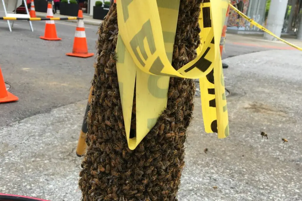 abejas pululan por un cono de tráfico en la ciudad