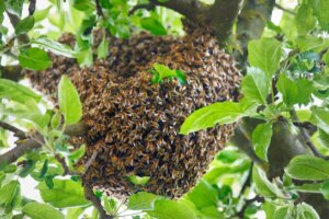 Cómo Atraer Un Enjambre De Abejas a Su Colmena (de