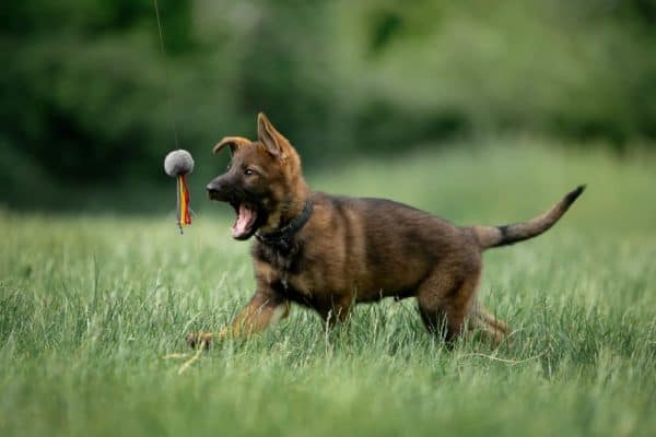 ¿Cuándo-los-pastores-alemanes-pierden-los-dientes-de-cachorro?