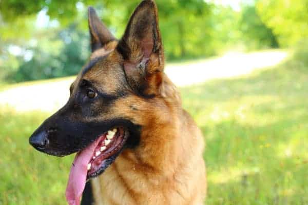 ¿Cuándo-los-pastores-alemanes-pierden-los-dientes-de-cachorro?