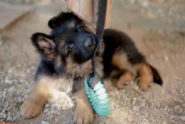 ¿Cuándo-los-pastores-alemanes-pierden-los-dientes-de-cachorro?