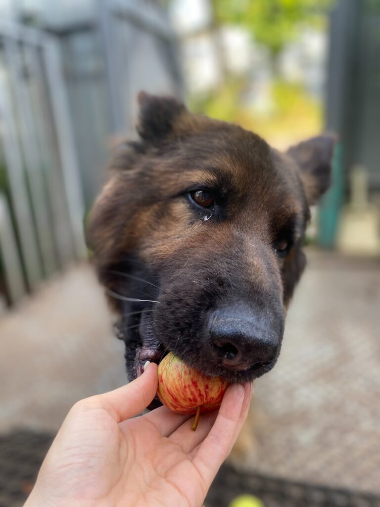 Alternativas de tratamiento seguro para perros 1 perro comiendo manzana
