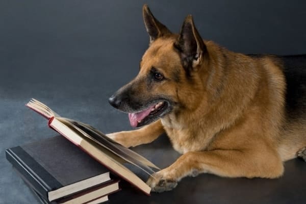 pastor-aleman-lectura