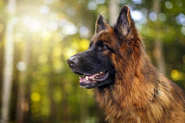 Cerebro Del Pastor Alemán: ¿qué Tan Inteligente Es Tu Perro?