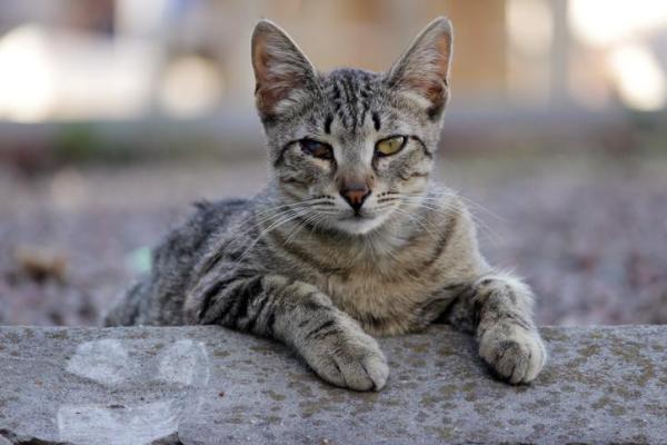 Clamidiosis en gatos - Síntomas y tratamiento - ¿La clamidiosis en gatos es contagiosa para los humanos?