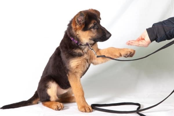 disciplina-del-cachorro-pastor-alemán
