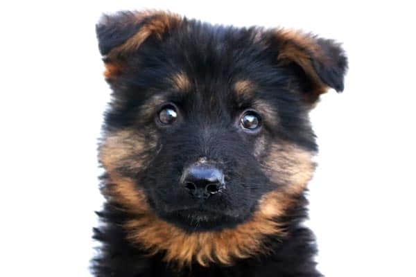 Cómo Disciplinar a Un Cachorro De Pastor Alemán: Guía De